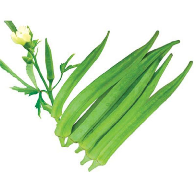 Gói 10 hạt đậu bắp xanh quả dài năng xuất