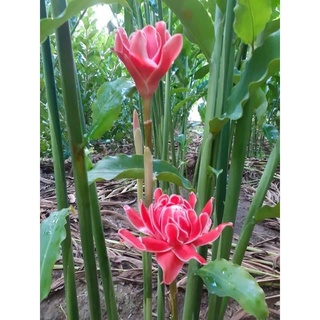 củ sen đa Lộc chơi Tết