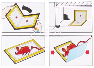 Combo 5 bẫy keo dính chuột