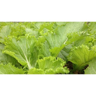 Hạt giống rau cải bẹ vàng gói 20 gram