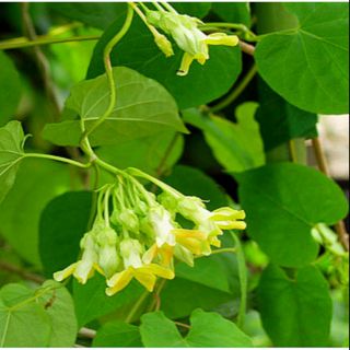 Cây giống hoa thiên lý ,hoa thơm,dễ trồng