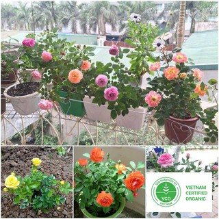 20 Hạt giống Hoa hồng Tỉ muội (tặng gói Kích nẩy mầm và Hướng dẫn) THUTHUY