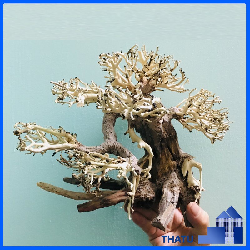 Lũa thủy sinh trang trí bể thủy sinh, cá cảnh BS16 size 15x12cm