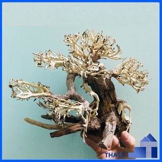 Lũa thủy sinh trang trí bể thủy sinh, cá cảnh BS16 size 15x12cm