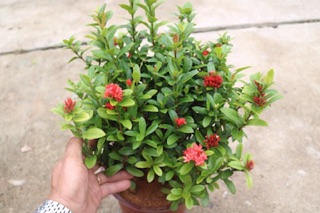 Chậu cây hoa trang sen