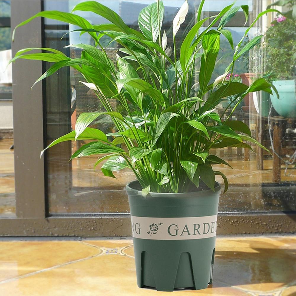 Chậu trồng cây bằng nhựa hình hoa hồng phong cách Bắc Âu