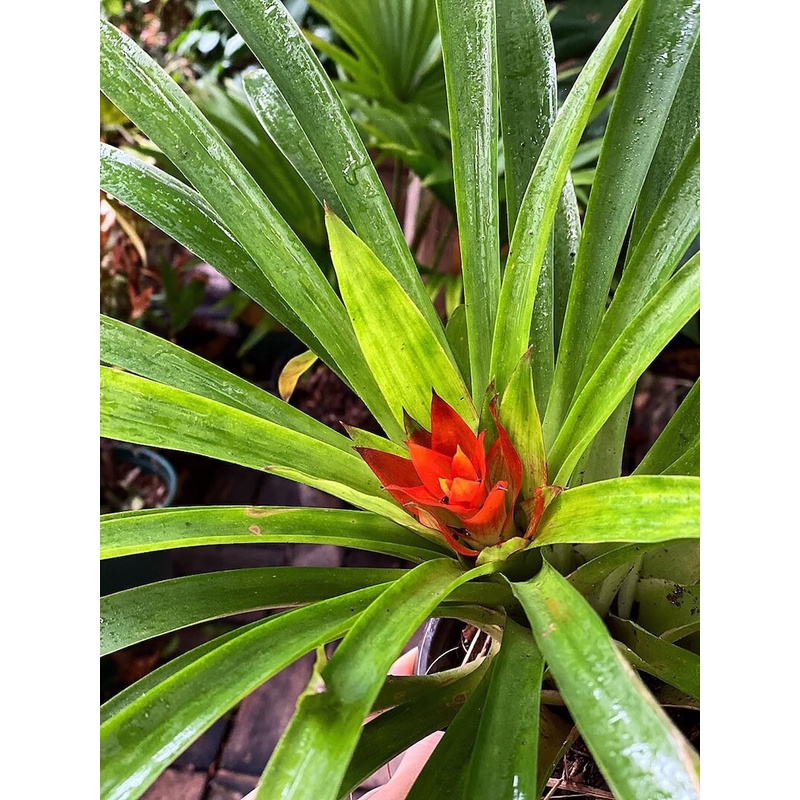 Cây Guzmania lingulata Scarlet Star (Lạp Chúc Hoa) chậu nhựa 10cm (hoa màu ngẫu nhiên)