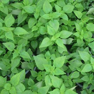 Hat giống KINH GIỚI