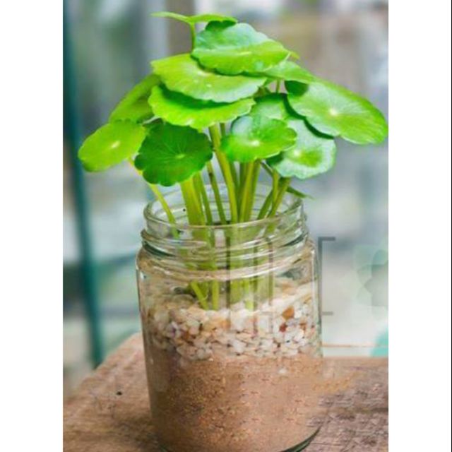 Cụm đủ bình Cây Rau má thái ( trồng thủy canh) ảnh minh họa không gồm lọ