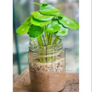 Cụm đủ bình Cây Rau má thái ( trồng thủy canh) ảnh minh họa không gồm lọ