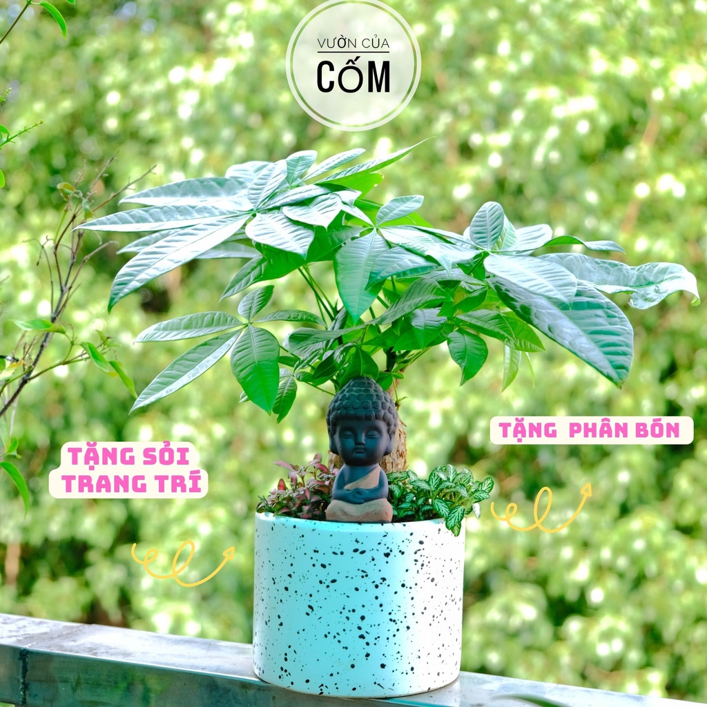 Tiểu cảnh cây kim ngân để bàn kết hợp cùng tượng bình an , bảng tên , cẩm nhung mang tài lộc , may mắn cho gia chủ