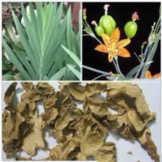 XẠ CAN (rẻ quạt) khô, loại 1 [500g]
