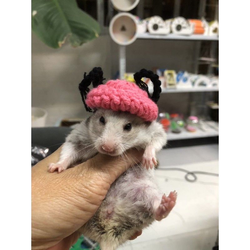 Nón len tóc hai chùm cho hamster, sóc, bọ, thú nhỏ,...