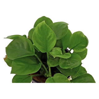 Anubias barteri var. 'round leaf' - cây thuỷ sinh ráy lá tròn mini - cây thuỷ sinh
