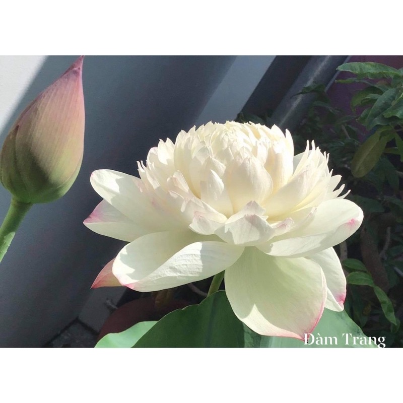 Củ sen giống Super Lotus