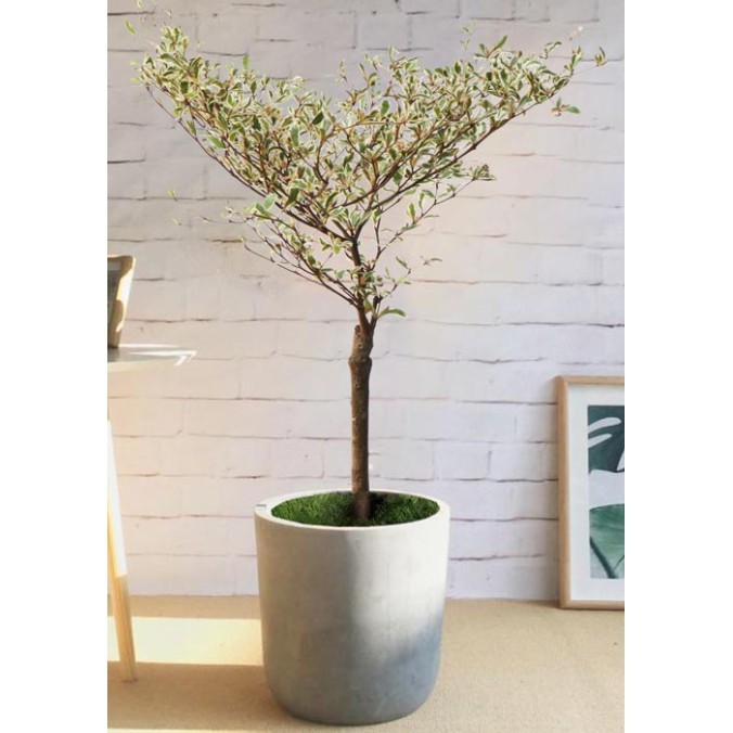 Bàng cẩm thạch đài loan (Bàng nhật)