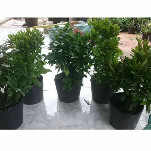 Cây Thần Kì đang hoa