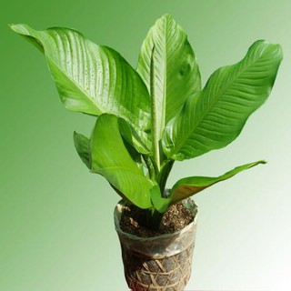 Đại Phú Gia