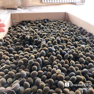 Say rừng gia lai 500gam