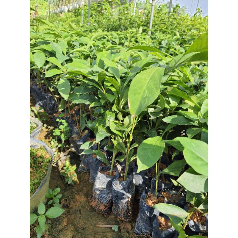 Cây giống nhài nhật