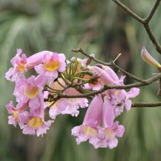 Cây kèn hồng cao 60-200cm.