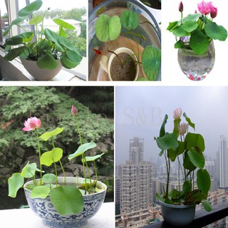 Hạt giống hoa sen nhật mini