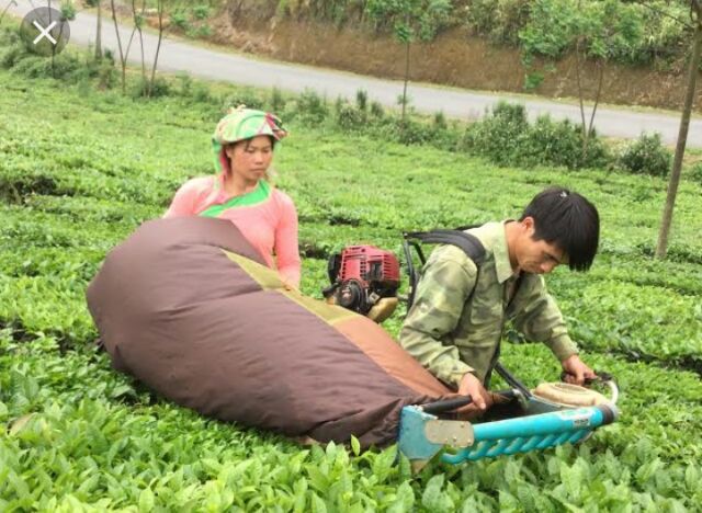 Túi đựng chè hái máy