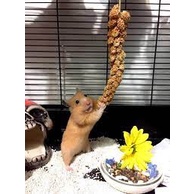 Kê chùm vàng dành cho các bé hamster