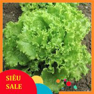 Hạt Giống Rau Xà Lách Dún Chịu Nhiệt (10gr) - [MUA 3 TẶNG 1 CÙNG LOẠI] - Dễ Trồng, Hiệu Qủa Cao THU THUY