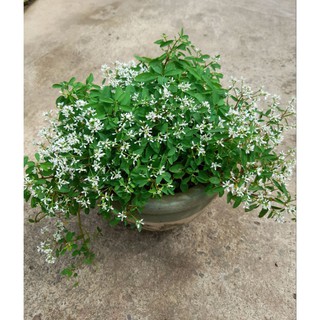 Chậu giống hoa tuyết