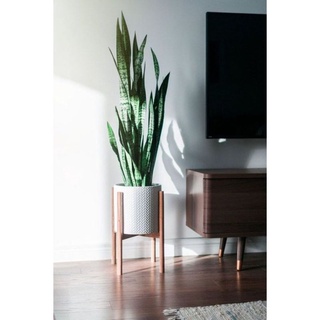 Cây Lưỡi Hổ Xanh Vằn 20 cây