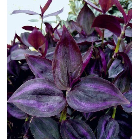 Cây giống Tradescantia zebrina Deep Purple  chậu nhựa 8cm