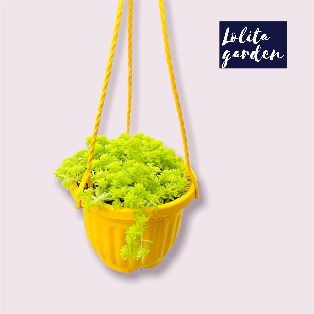 Sen đá sedum vàng chậu treo Đà Lạt size 9cm cây cảnh trang trí nhà cửa Lolita garden