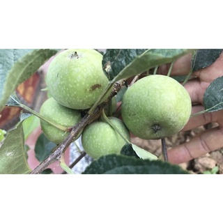 cây táo mỹ