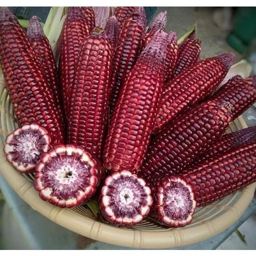 [Seeds] Hạt giống Bắp tím (Ngô tím), đóng gói 5gr