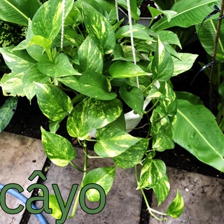 Cây Trầu Bà xanh. Giá trên đã bao gồm chậu
