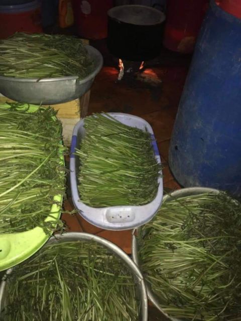 Rau móp chua Củ Chi 1kg (chỉ cân rau không cân nước) | BigBuy360 - bigbuy360.vn