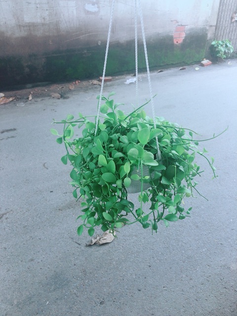 Chậu Cây Đô La Treo