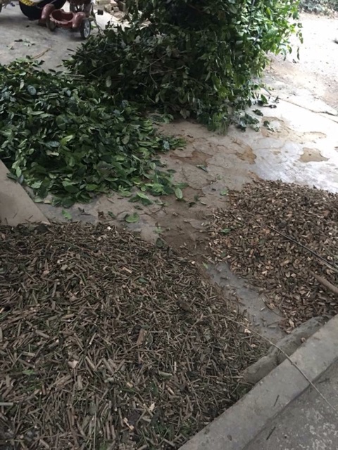 Combo 5kg Xạ đen hoà bình | BigBuy360 - bigbuy360.vn