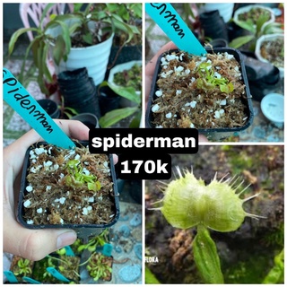 cây bẫy kẹp spiderman, venusflytrap spiderman