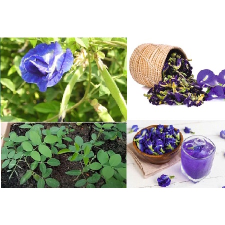 Hạt Giống Hoa Đậu Biếc F1-Dễ trồng-Hoa nở đẹp-Tặng kèm hướng dẫn trồng
