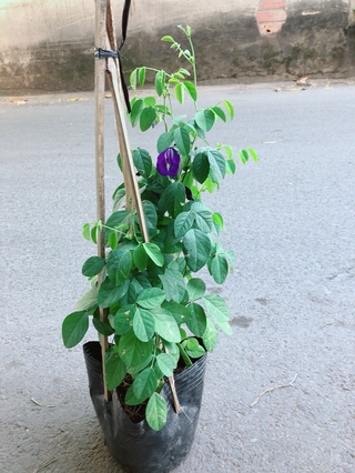 Cây Hoa Đậu Biếc