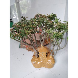 Sứ kỳ duyên (làng hoa sađéc)