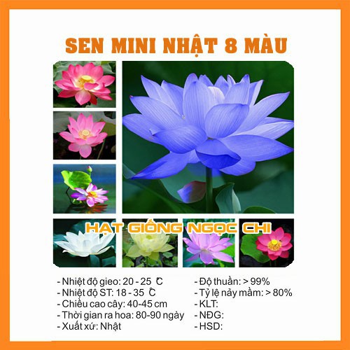 Hạt Giống Sen Mini Nhật Mix 8 Màu - 8 Hạt