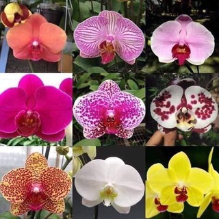 Lan hồ điệp cây chuẩn màu( cây kèm video)