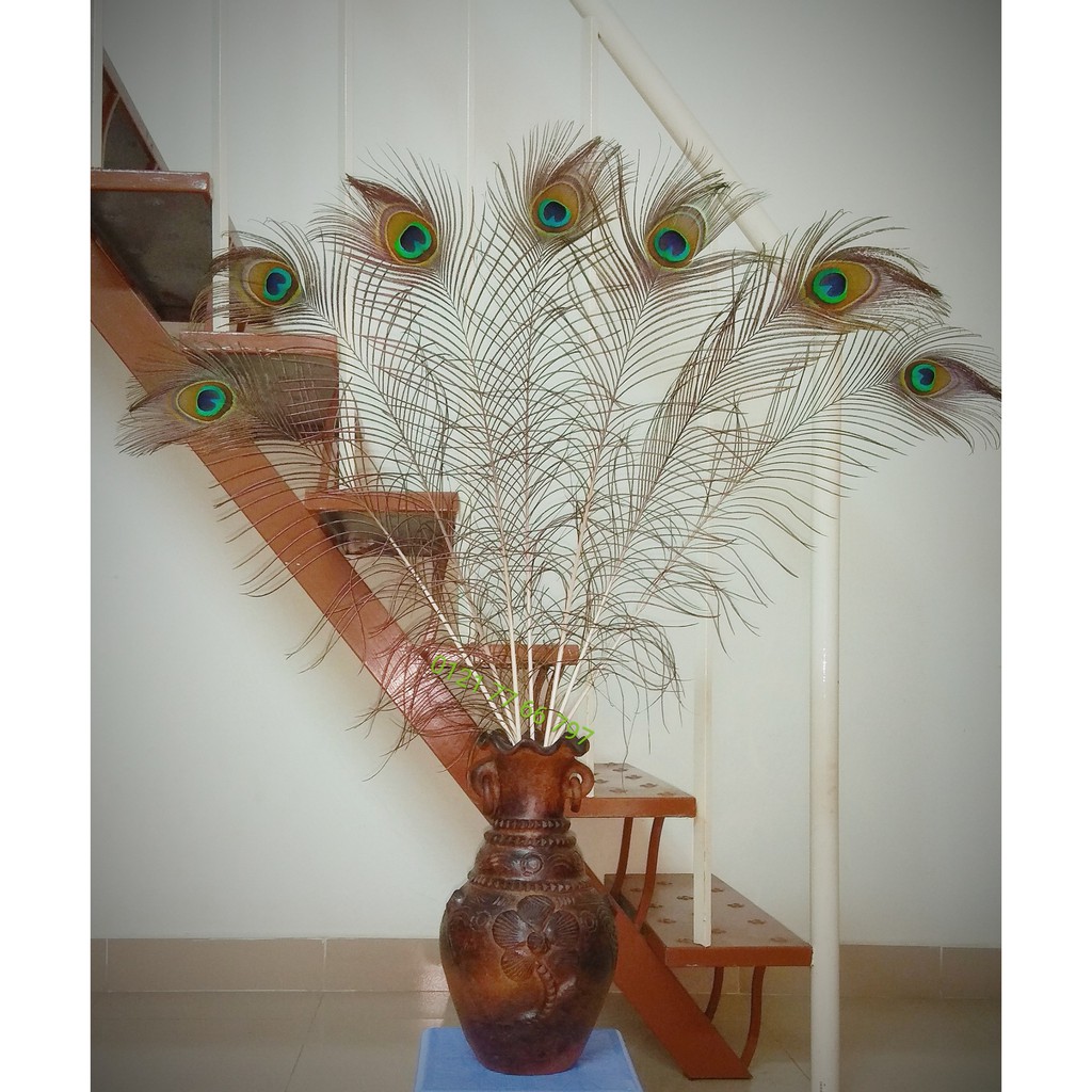 Lông công phong thủy - Lông công trang trí | BigBuy360 - bigbuy360.vn