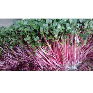 Hạt Giống Rau Mầm Củ Cải Đỏ 20gr