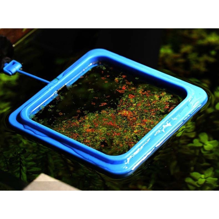 Vòng giữ thức ăn của cá