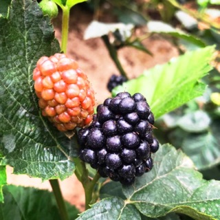 Cây mâm xôi (phúc bồn tử) đen loại to