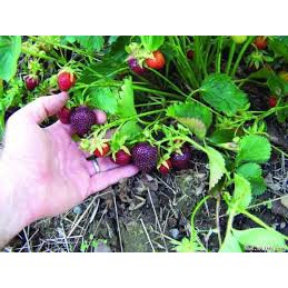 100 Hạt giống Dâu Tây Mix Màu Kèm Qùa Tặng